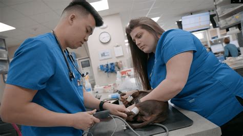 Madison veterinary specialists - Madison Veterinary Specialists is a large, state of the art 24-hour Specialty and Emergency Small…See this and similar jobs on LinkedIn. Posted 11:45:50 AM. Madison Veterinary Specialists is a ...